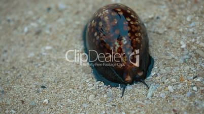 Gastropod Family Of Cowrie