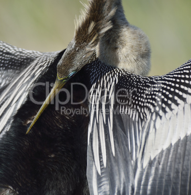 american anhinga