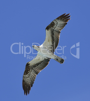 soaring osprey