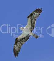 soaring osprey