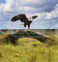 american soon eagle