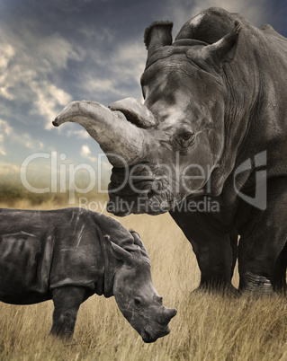 mother and baby white rhino