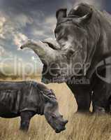 mother and baby white rhino