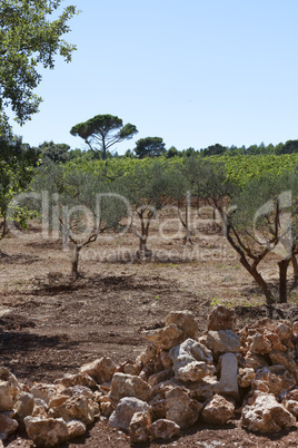 olive trees south of france
