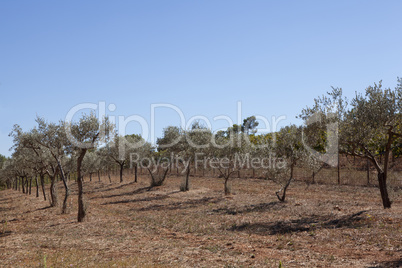 olive growing south of france