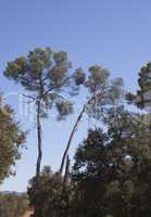 pine trees south of france