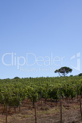 grapevine in southern france