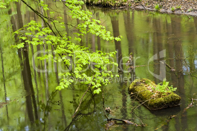 wald und fluss im frühjahr, forest and river in spring