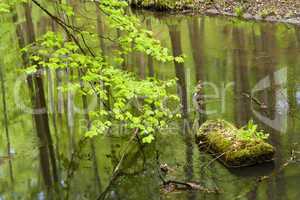 wald und fluss im frühjahr, forest and river in spring