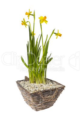 narcissus in basket isolated on white