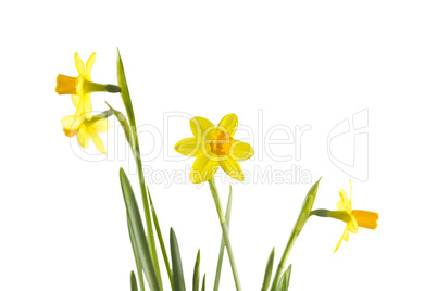narcissus isolated on white
