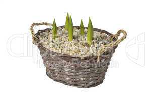 tulips in basket on white