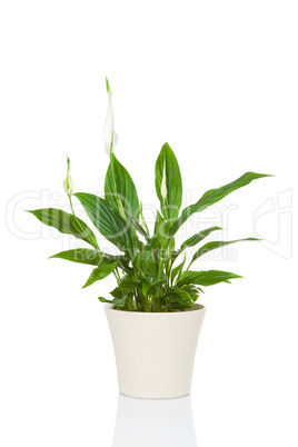 Spathiphyllum flower plant isolated on white