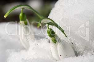 snowdrop flower in a snow