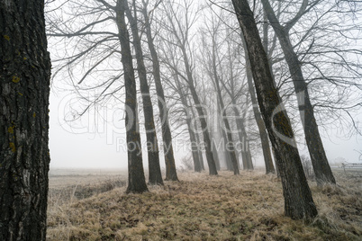 big trees in fog