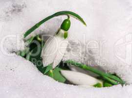 snowdrop flower in a snow