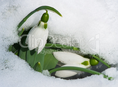 snowdrop flower in a snow