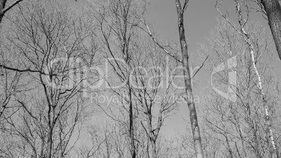 forest canopy as seen from below in winter