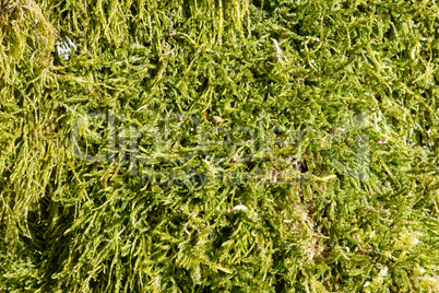 natural green moss background