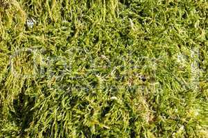 natural green moss background