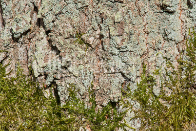 moss on a tree bark background