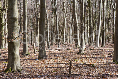 bright beech forest in spring