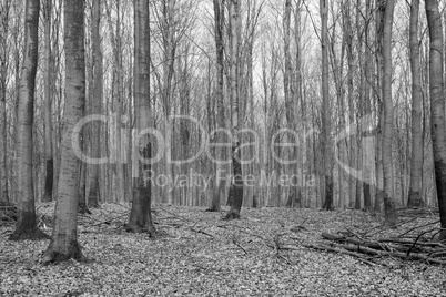 bright beech forest in spring