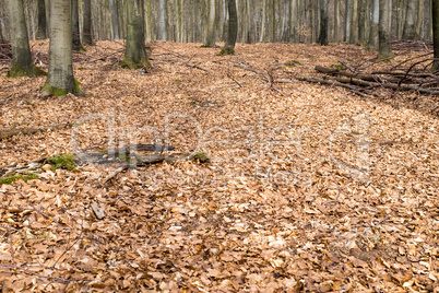bright beech forest in spring