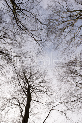 forest canopy as seen from below in winter