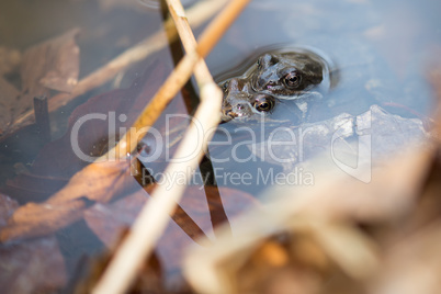 common frog, rana temporaria mating