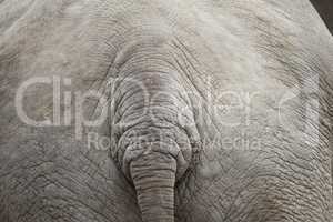 elephant background pattern with tail