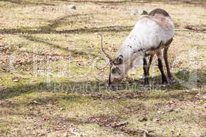 reindeer, rangifer tarandus eating grass