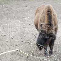 european bison (bison bonasus