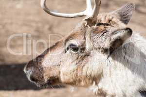 head of a reindeer, rangifer tarandus