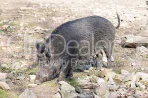 wild boar in spring