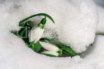 snowdrop flower in a snow