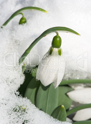 snowdrop flower in a snow
