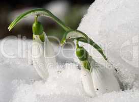 snowdrop flower in a snow