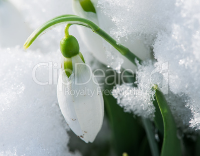 snowdrop flower in a snow