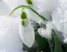 snowdrop flower in a snow