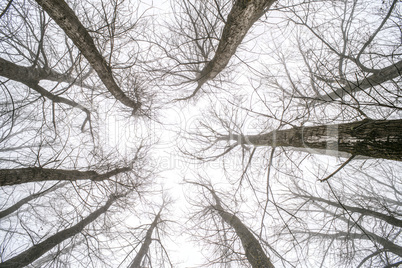 trees in fog