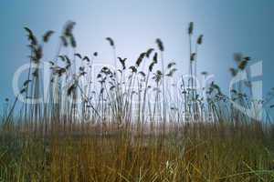 bulrush on blue sky background