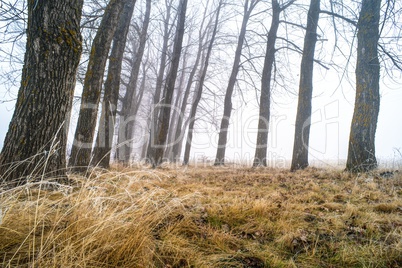 trees in fog