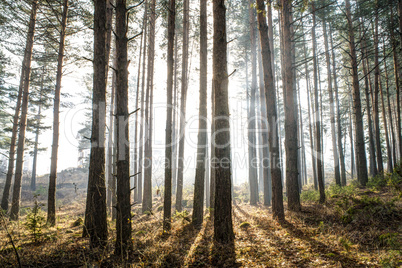 sunlight through the trees