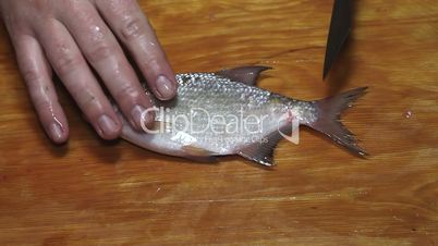 Fisherman hands with knife cleaning fish