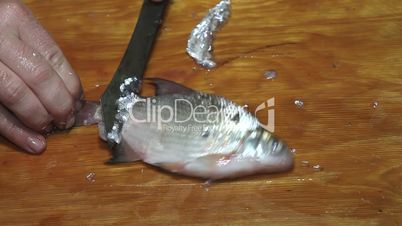 Fisherman hands with knife cleaning fish