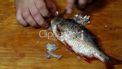 fisherman hands with knife cleaning fish
