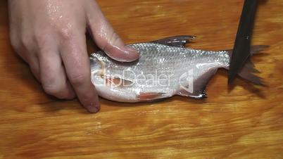 Fisherman hands with knife cleaning fish
