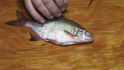 Fisherman hands with knife cleaning fish