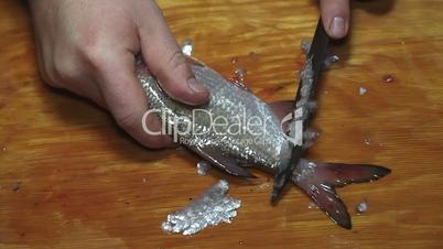 fisherman hands with knife cleaning fish
